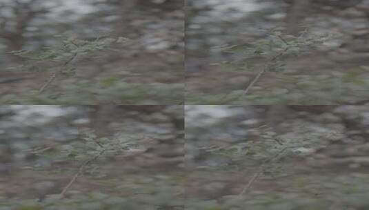 树木树林赤楠4Kslog3实拍素材高清在线视频素材下载