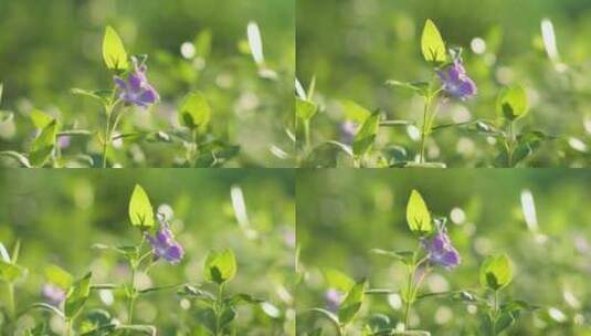 夏日花草花朵高清在线视频素材下载