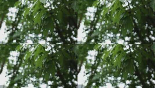 水滴大自然雨滴水下雨树叶高清在线视频素材下载