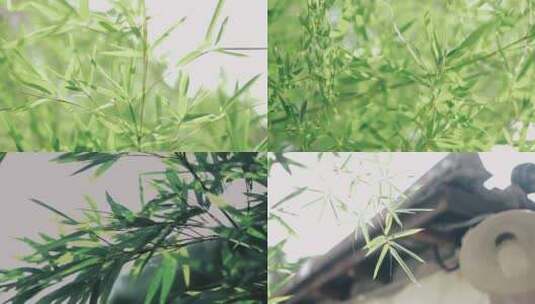 绿色竹叶高清在线视频素材下载
