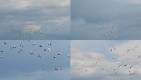鸽子在天空飞翔蓝天白云高清在线视频素材下载