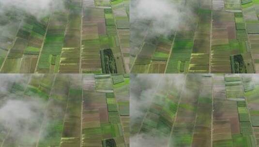 云雾下的成片农田高清在线视频素材下载