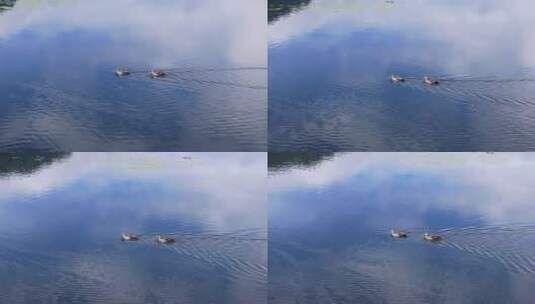航拍湖里游动的野鸭高清在线视频素材下载