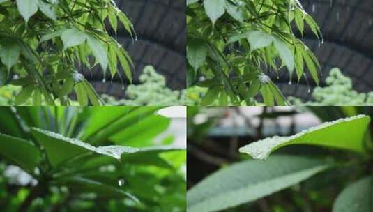 合集-雨天滴水叶片雨滴高清在线视频素材下载