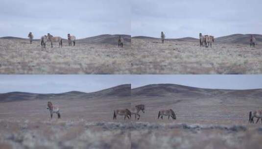 B新疆准噶尔卡山马群休息2高清在线视频素材下载