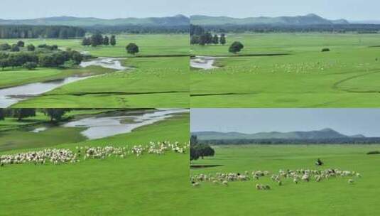 草原羊群航拍视频高清在线视频素材下载