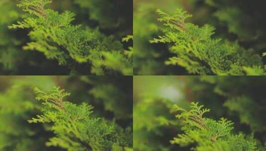 微距拍摄松树松针高清在线视频素材下载