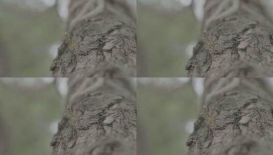 蚊虫 树上 黄蜂高清在线视频素材下载