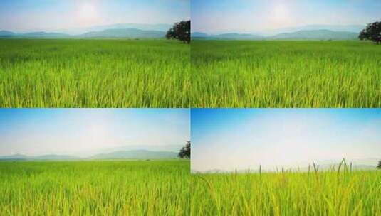 草地绿地开阔天空大自然美景视频素材高清在线视频素材下载