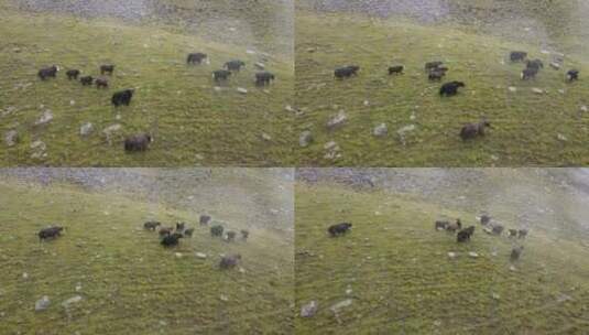 草原上的耗牛悠闲高清在线视频素材下载