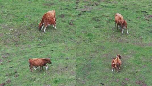 哺育中的小牛高清在线视频素材下载