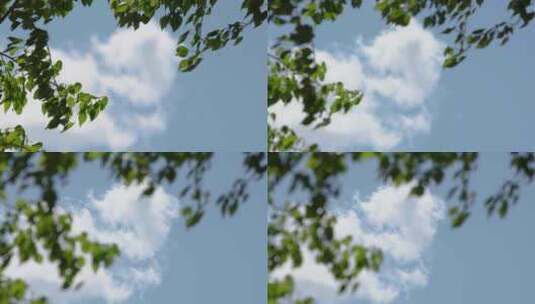 透过树梢看向天空由虚变实高清在线视频素材下载
