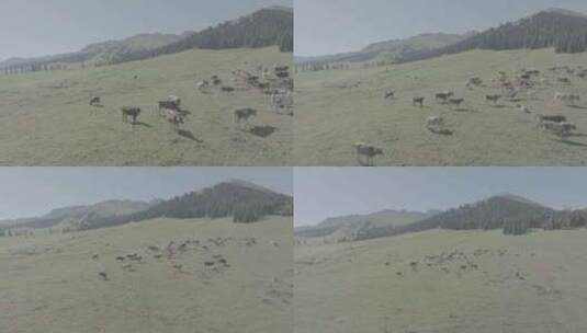 4K航拍新疆草原上吃草的牛高清在线视频素材下载