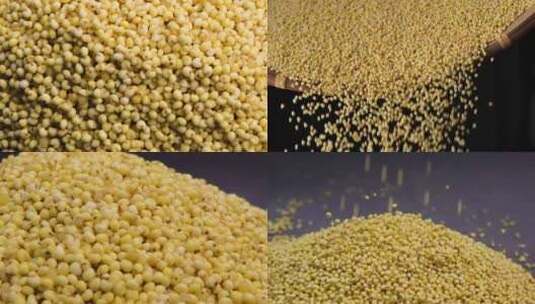 大黄米 小米 种子 杂粮视频高清在线视频素材下载