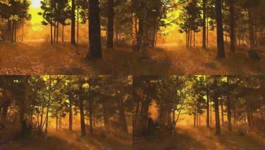 阳光森林光束高清在线视频素材下载