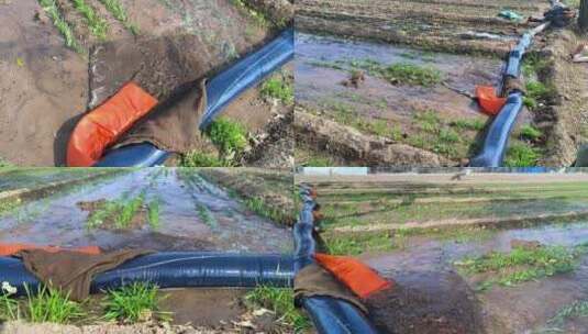 农田农民小麦灌溉浇水浇地高清在线视频素材下载