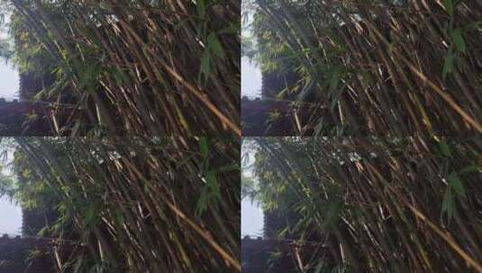 光线下的竹子高清在线视频素材下载