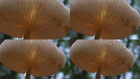 森林里野外白色蘑菇特写高清在线视频素材下载