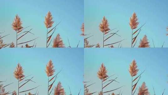 秋天唯美芦苇花空镜高清在线视频素材下载