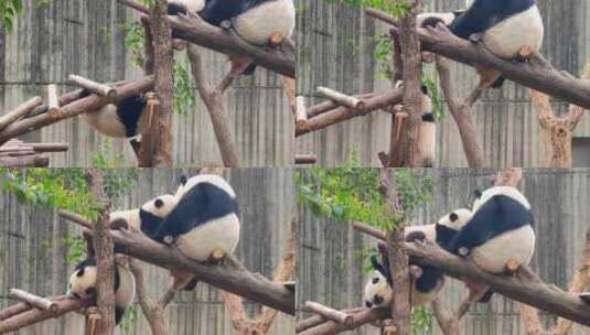 四川成都大熊猫繁育基地可爱的熊猫高清在线视频素材下载