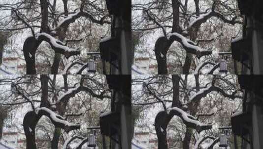 大雪覆盖松树枝头高清在线视频素材下载