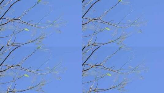 蓝天下的枝头的绿叶随风飘荡高清在线视频素材下载