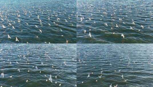 湖面上海鸥飞行翱翔高清在线视频素材下载