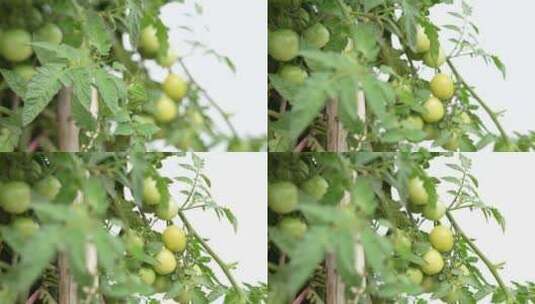 番茄苗结果实拍高清在线视频素材下载