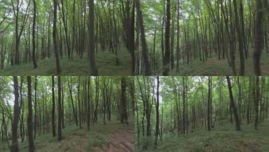 森林树木高清在线视频素材下载