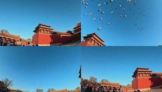 北京故宫紫禁城午门前飞翔的鸽子高清在线视频素材下载