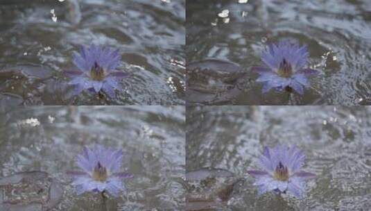 雨中睡莲，莲花，盛开的莲花高清在线视频素材下载