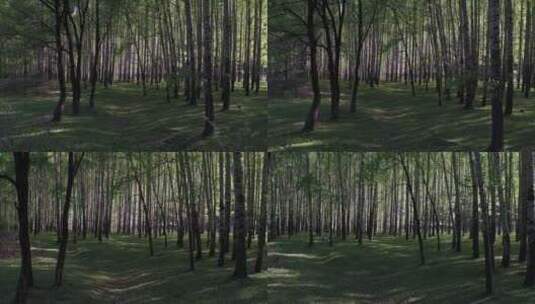 五台山树林高清在线视频素材下载