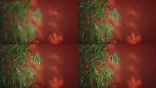 白马寺红墙唯美意境光影树影高清在线视频素材下载