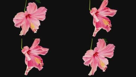 粉色芙蓉在黑色背景上延时开合大花。盛开的高清在线视频素材下载