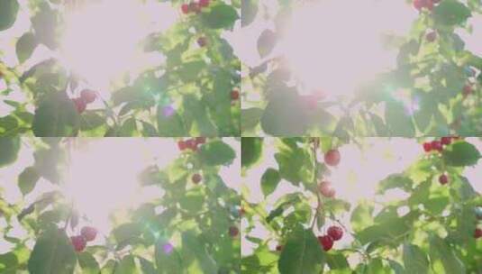 挂在树枝上的红樱桃高清在线视频素材下载