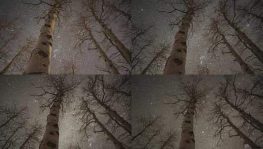 森林前景星空延时摄影高清在线视频素材下载