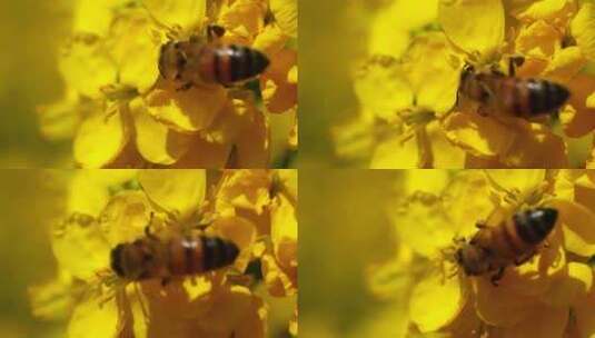 油菜花蜜蜂高清在线视频素材下载