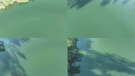 俯拍河面飞鸟河流绿色河水自然生态环境风景高清在线视频素材下载