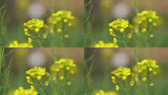 油菜花高清在线视频素材下载