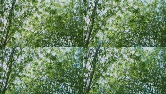 春天发芽的柳树高清在线视频素材下载