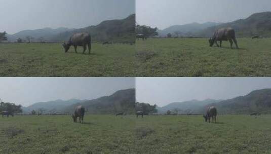 海南农田里的水牛吃草高清在线视频素材下载