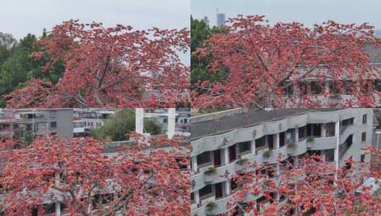 中国广东省广州市海珠区黄埔村木棉花高清在线视频素材下载