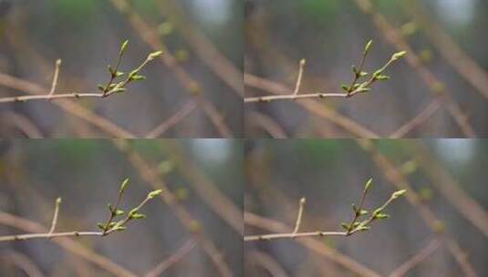 春天植物生长绿色发芽芽孢枝头特写高清在线视频素材下载