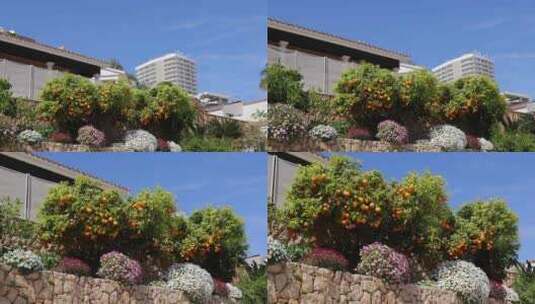 夏天西班牙贝尼多姆镇的镜头显示一棵橘子树高清在线视频素材下载