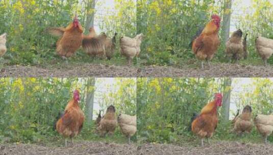 农村家禽散养公鸡打鸣土鸡柴鸡高清在线视频素材下载