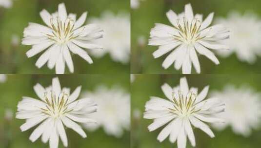 春天白色花朵中华苦荬菜高清在线视频素材下载