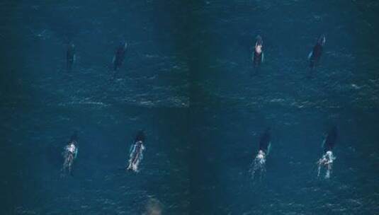 一对座头鲸破开水面，一起喷水，空中跟踪高清在线视频素材下载