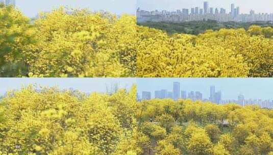 4K黄花风铃木花海广告素材高清在线视频素材下载