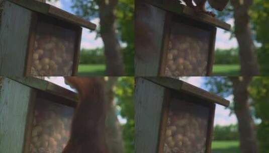 松鼠爬上并打开装满坚果和花生的坚果屋高清在线视频素材下载