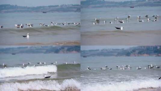 海面海浪上飞翔的海鸥高清在线视频素材下载